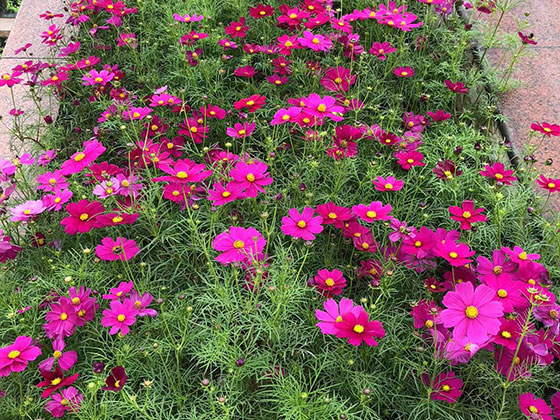 乌鲁木齐鲜花绿植店-设计绿化园林